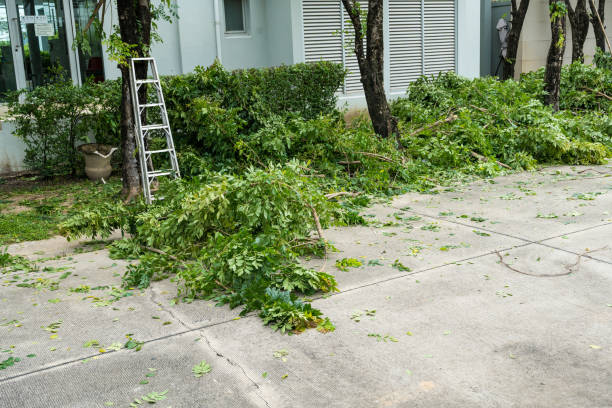 How Our Tree Care Process Works  in  Lawton, OK