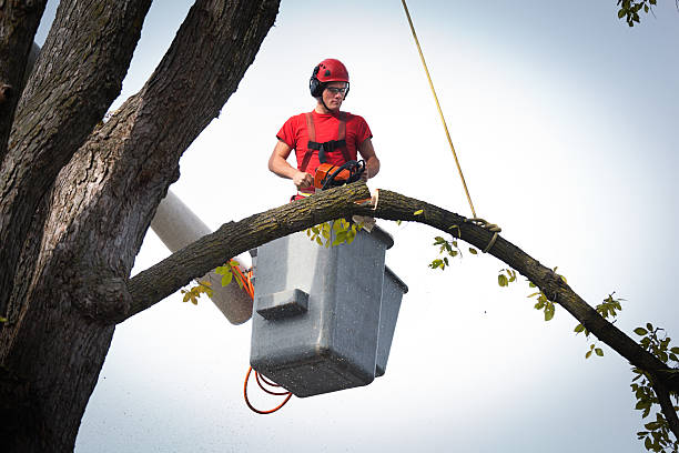 Professional Tree Care Services in Lawton, OK